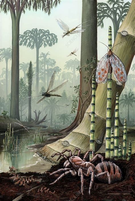 carboniferous insects